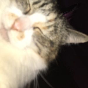 Meet your Posher, Marley